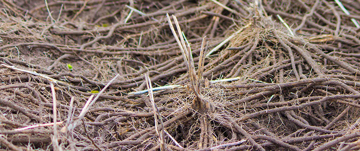 Spargelpflanzen mit Wurzeln